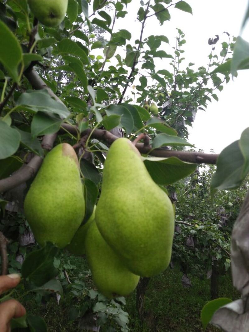 贵妃梨300~350g纸箱