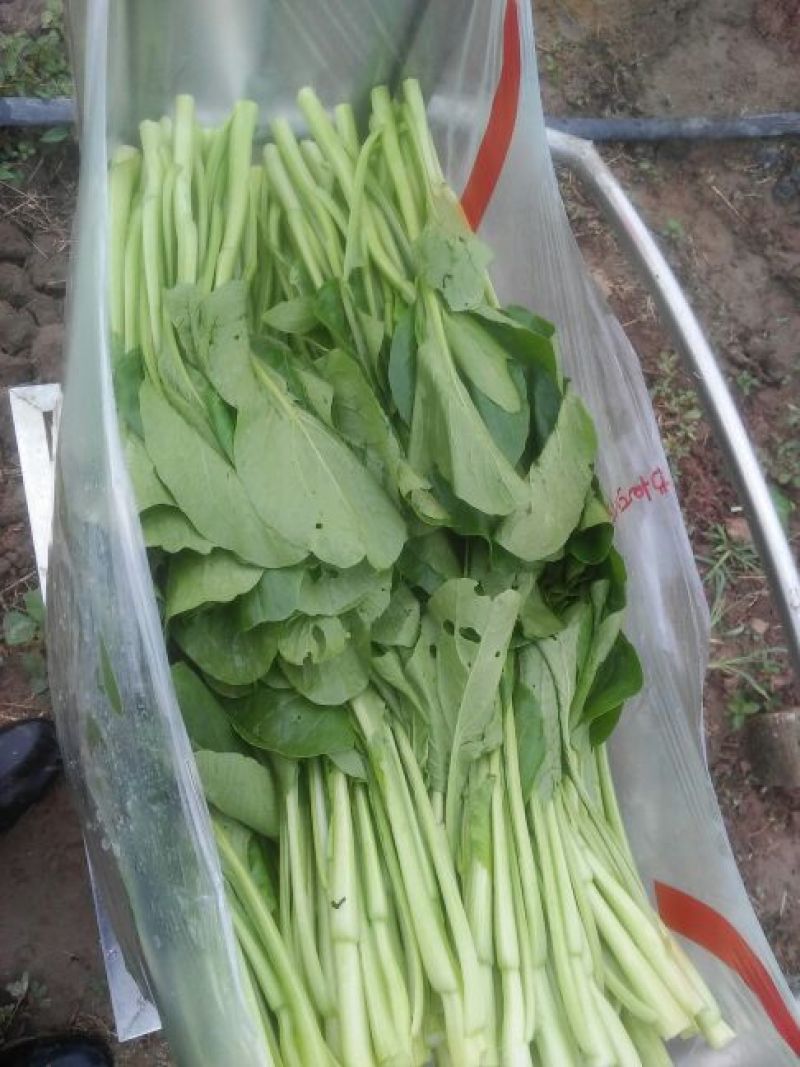 红菜苔15~20厘米