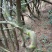映山红25~30cm