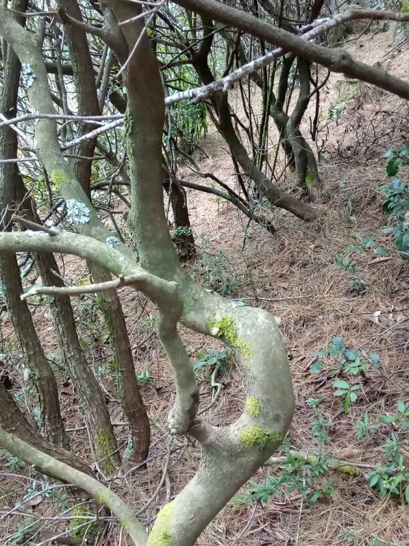 映山红25~30cm