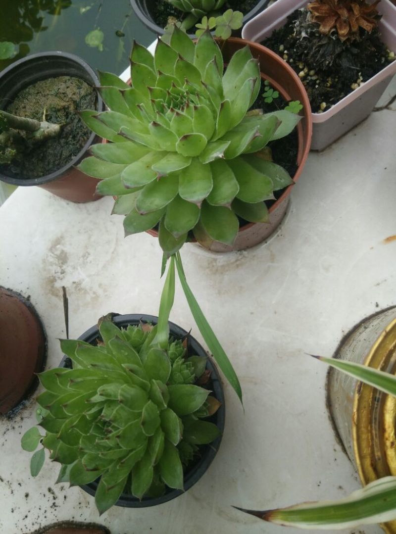多肉植物不含盆