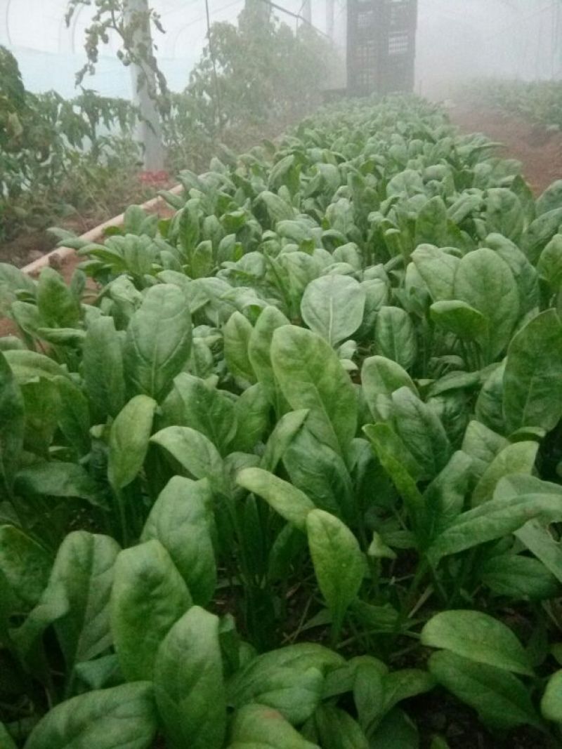 大叶菠菜20~25厘米