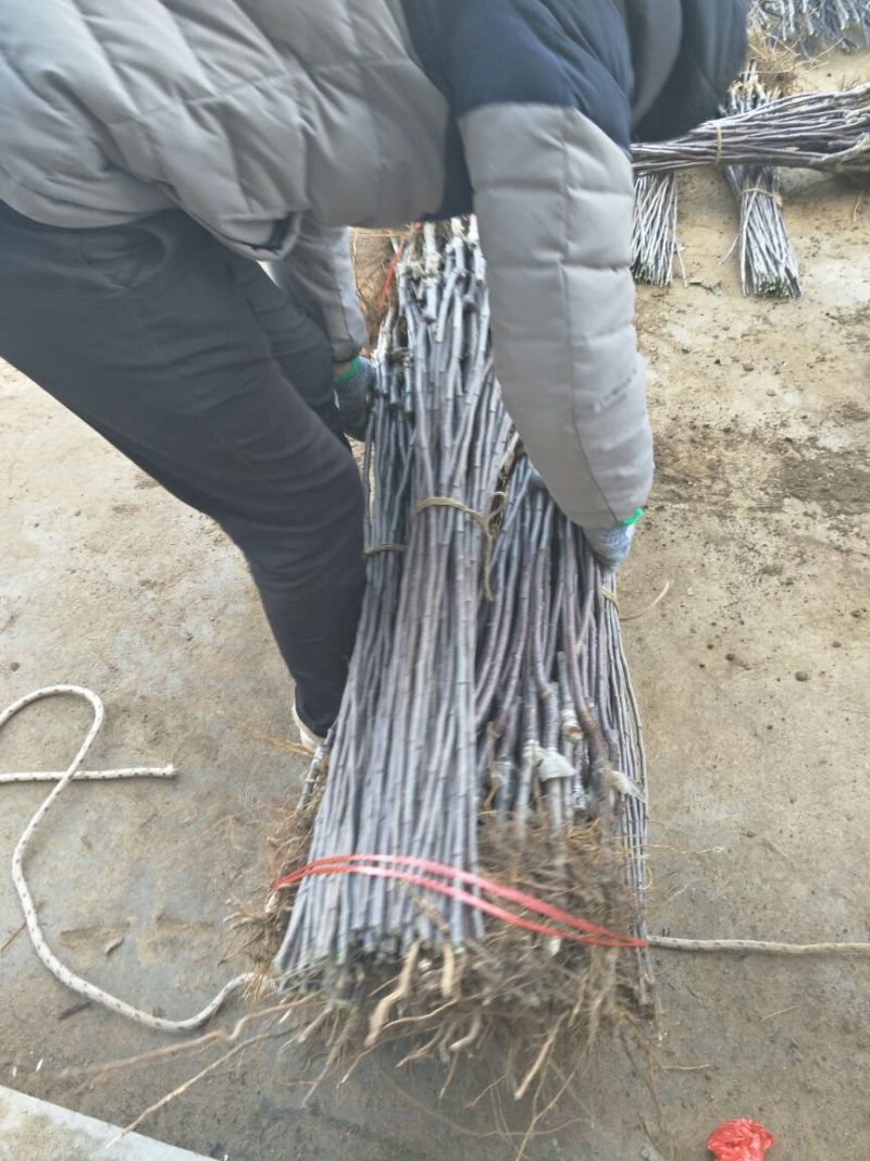 苹果树苗70~80cm