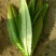 油麦菜30~35厘米以上