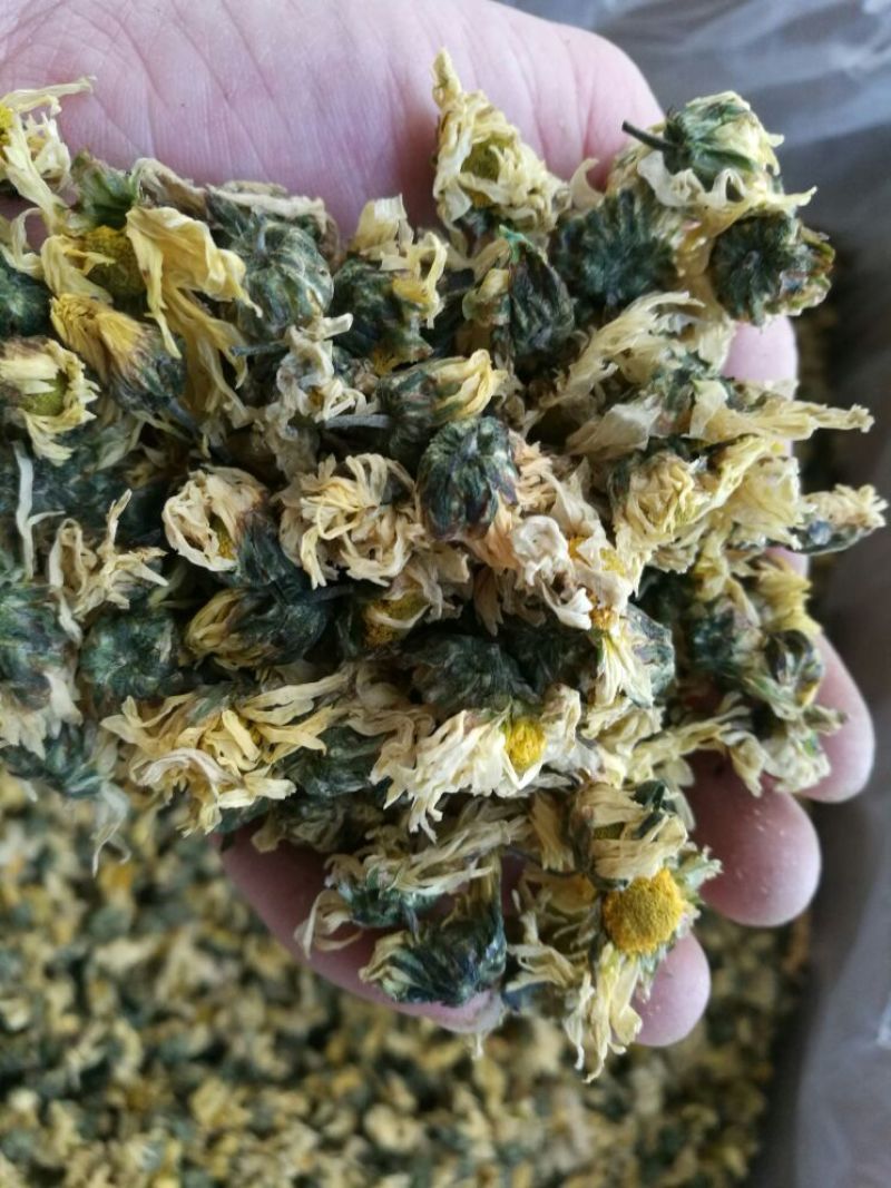 白菊花茶胎菊