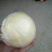 黄金梨300~350g纸袋