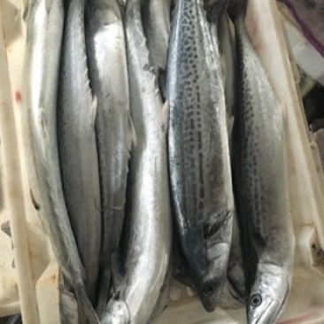 鲅鱼