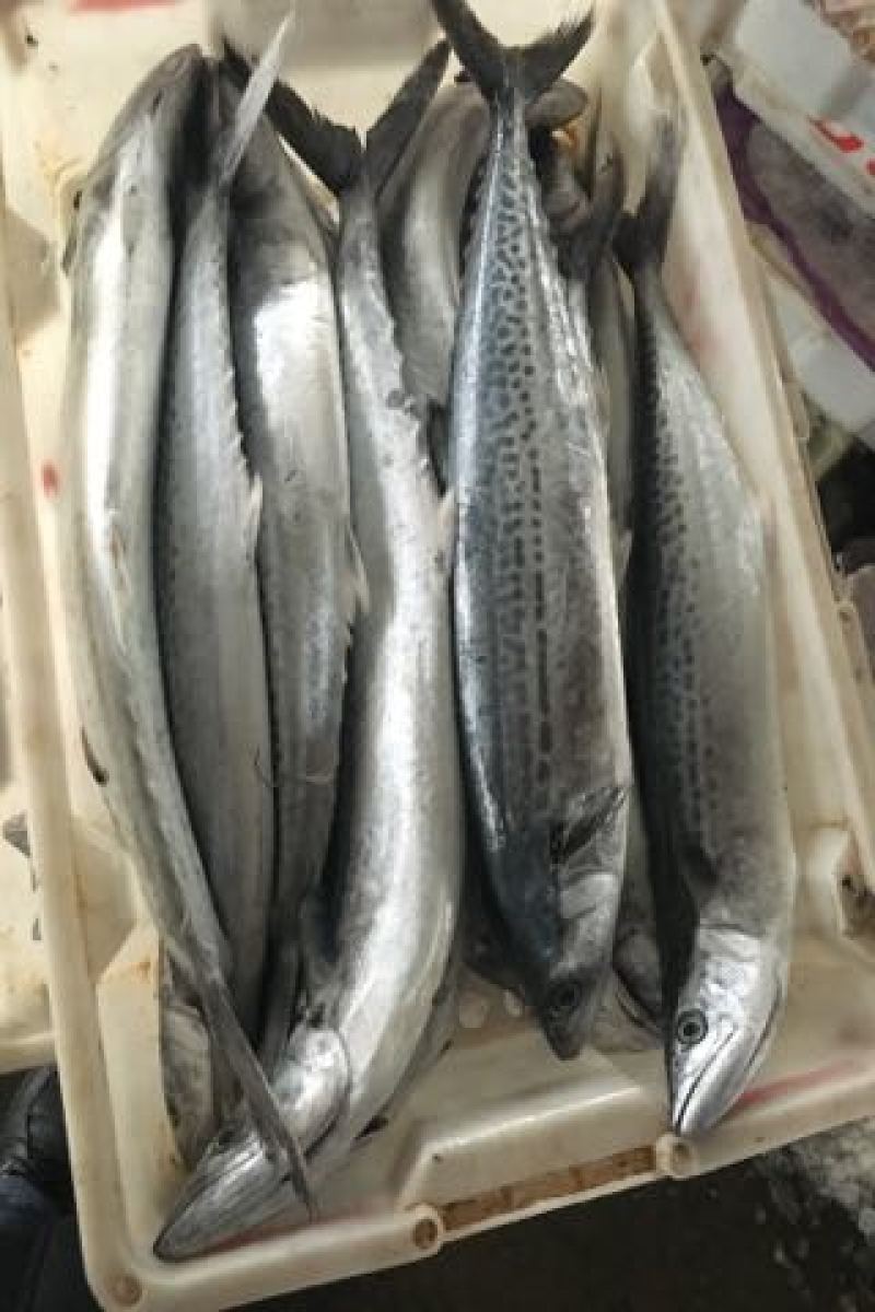 鲅鱼