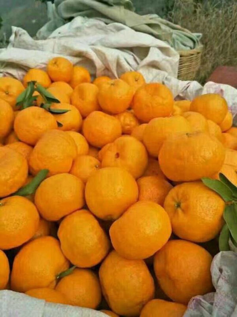 椪柑基地直供保质保量欢迎咨询订购