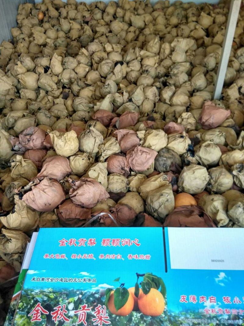 晚秋黄梨600g以上纸箱