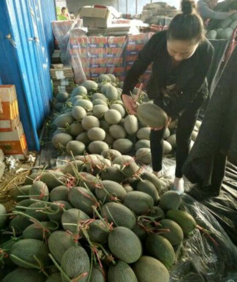 甘蜜宝哈密瓜2斤以上椭圆形