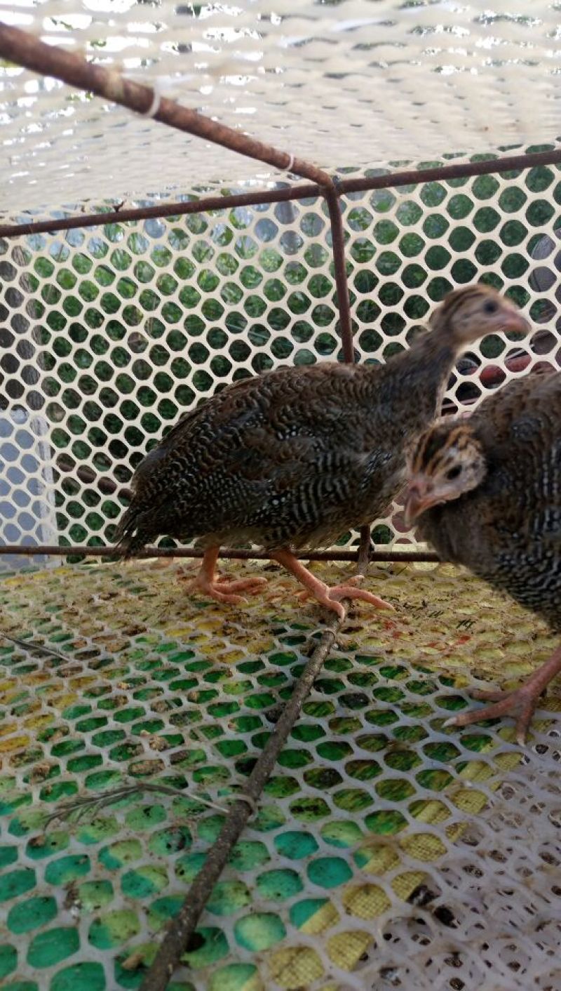 鸡鸡苗2斤以下