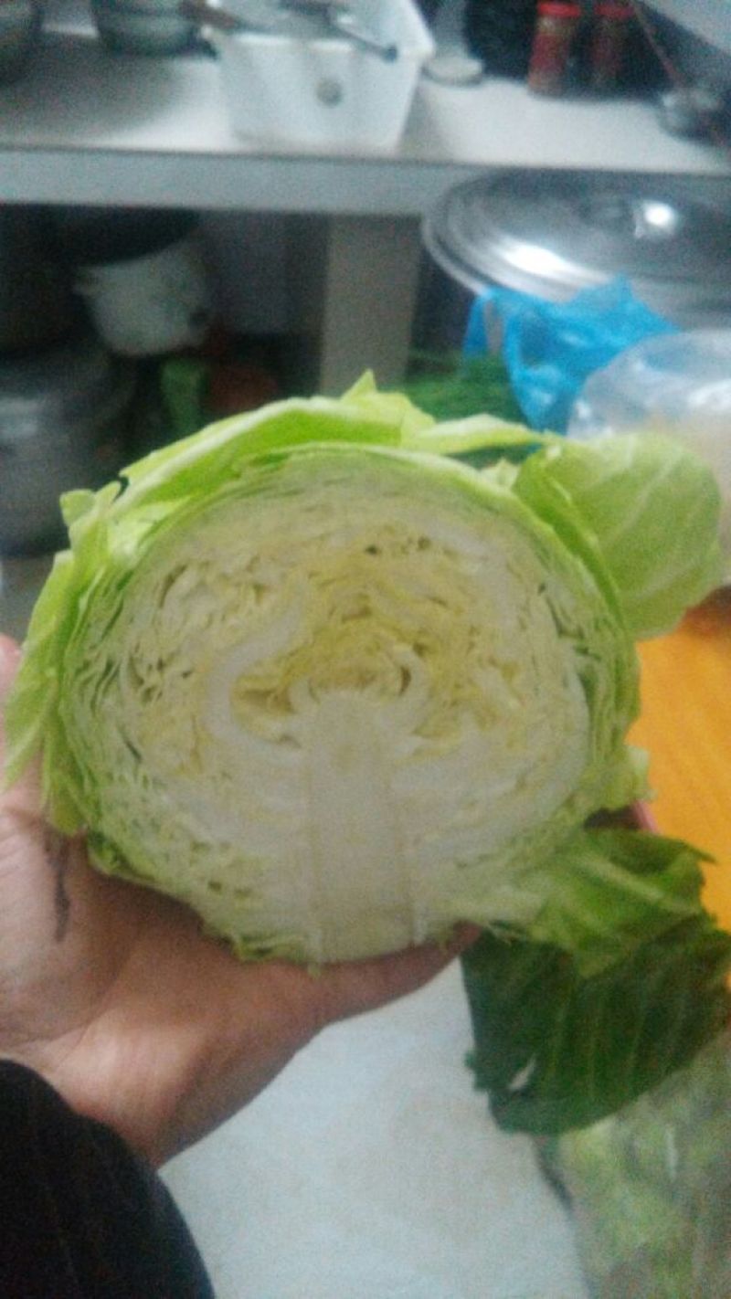 湖北精品圆包菜2~3公斤，欢迎全国采购商来电