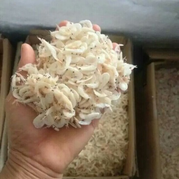 虾皮特级