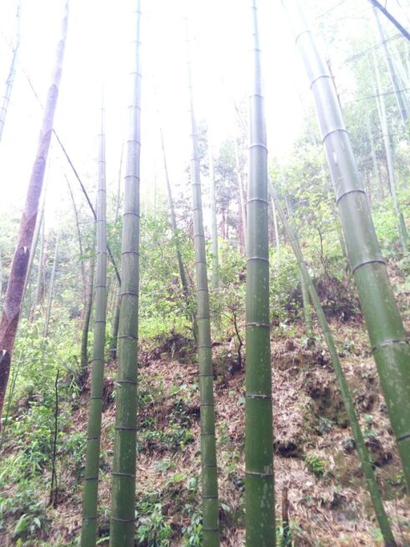竹子10~11m