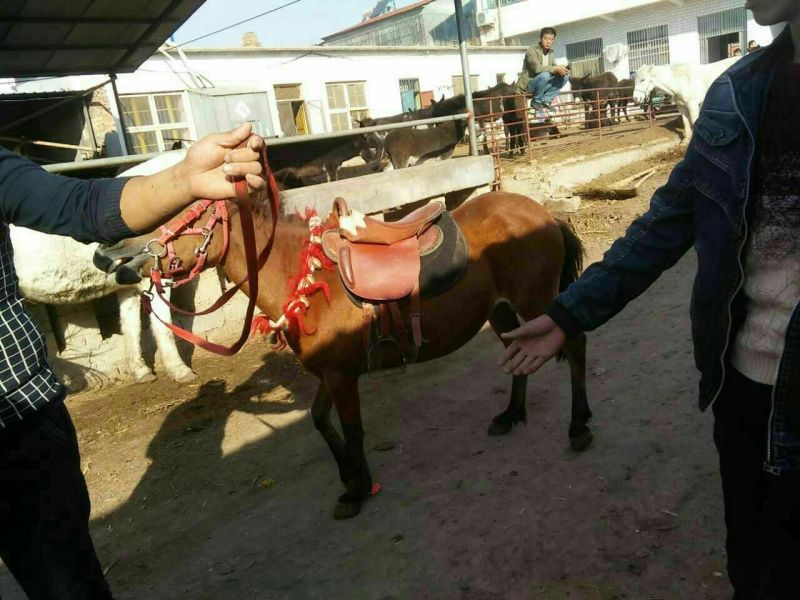 矮马
