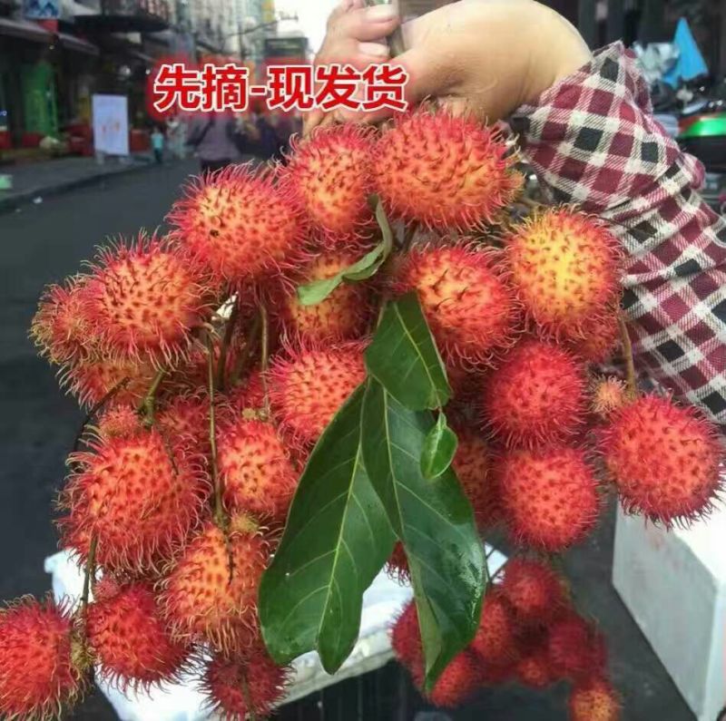 毛丹2cm以上