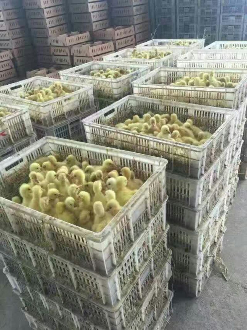 狮头鹅苗250g以下