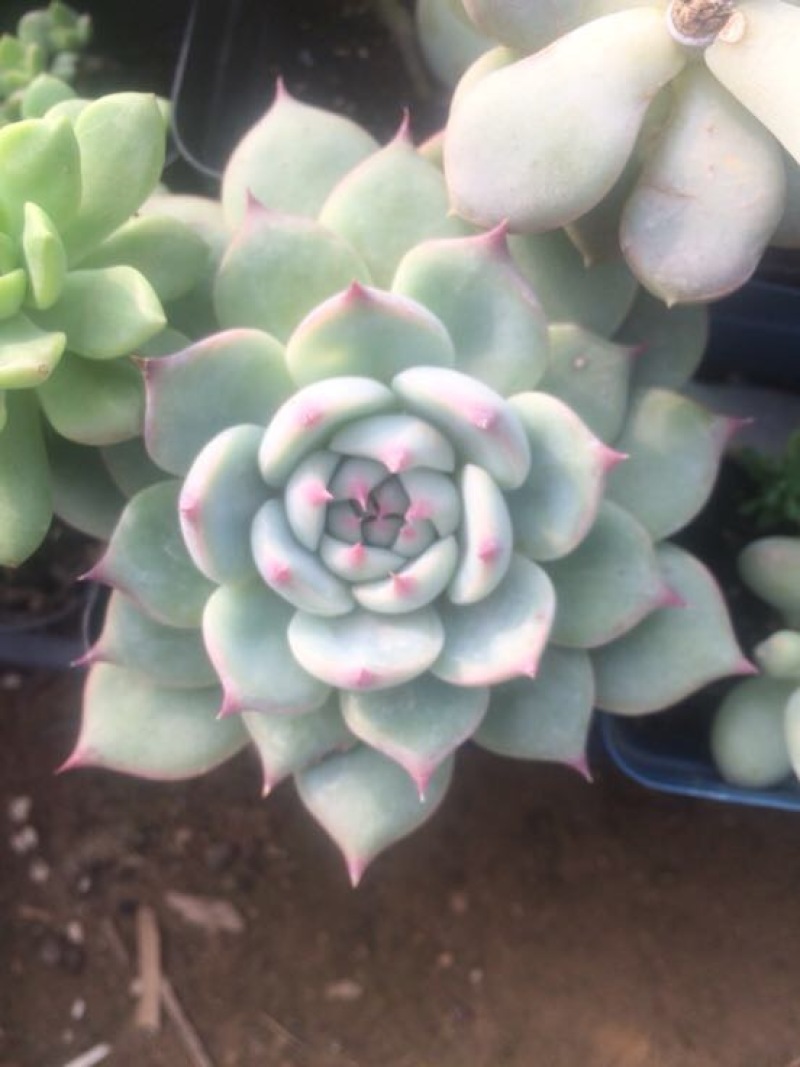 多肉植物