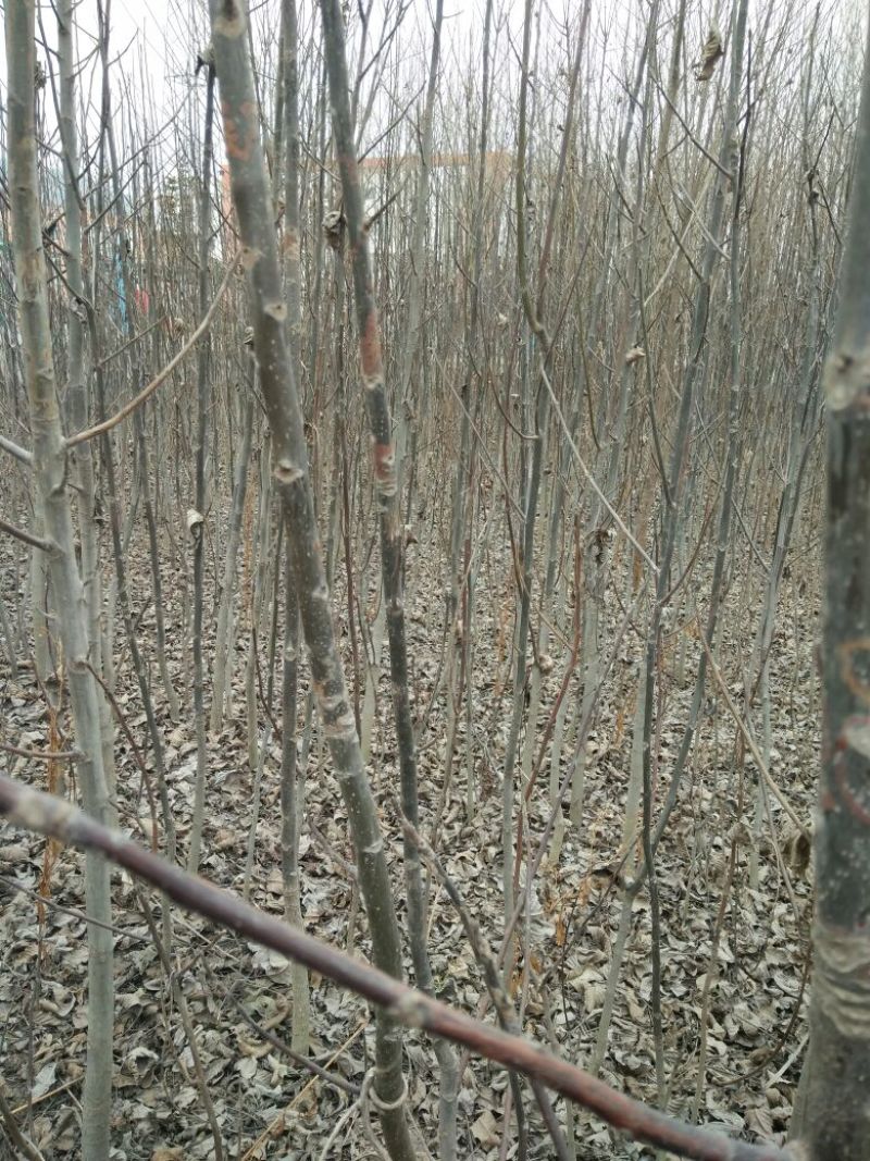 核桃苗100~150cm二年苗