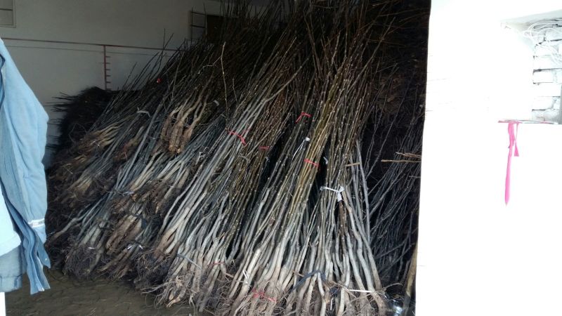 嫁接辽系薄皮核桃苗高170以上