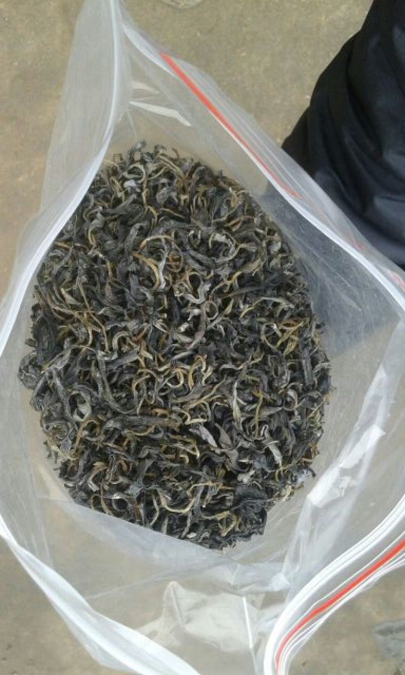 本山茶二级