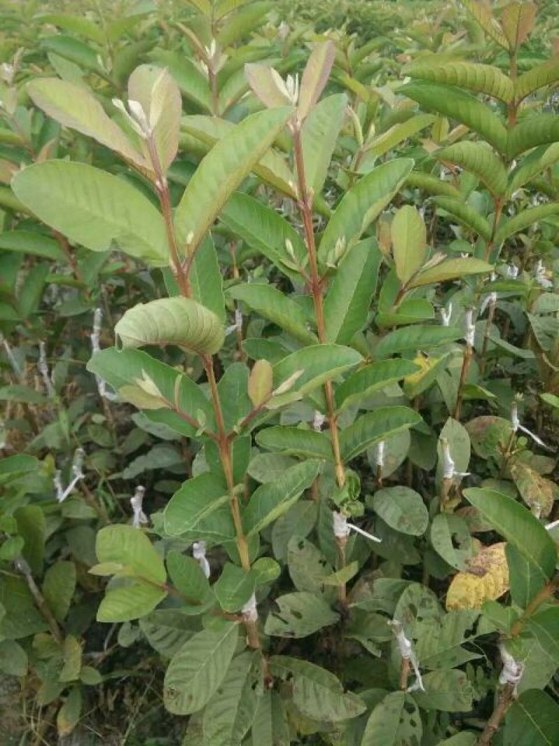西瓜番石榴苗30~50cm