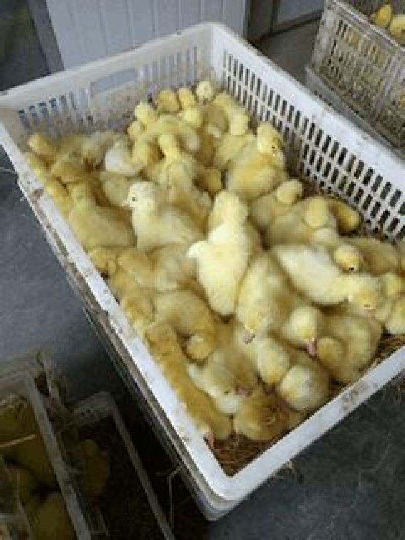 鹅苗250g以下