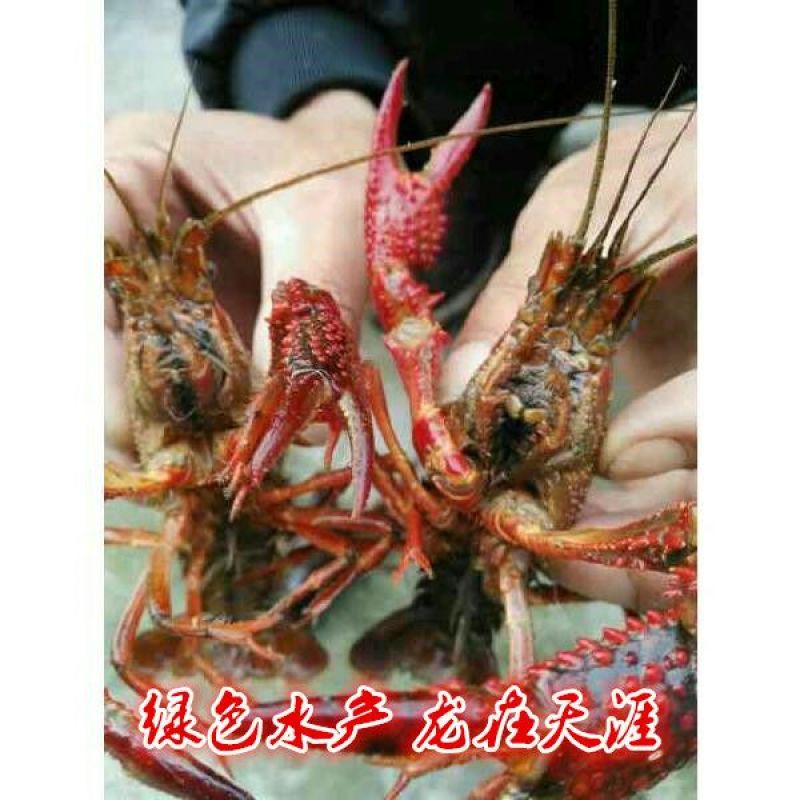 湖南益阳小龙虾食用4~6钱活虾