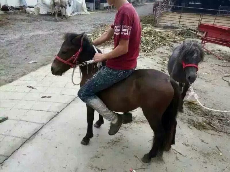 肉马100~200kg