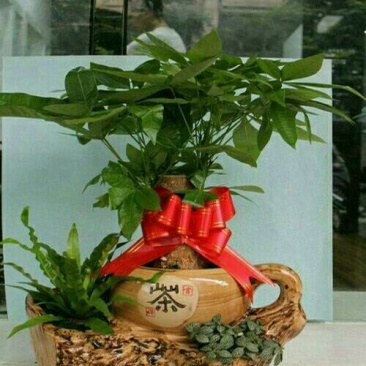 发财树