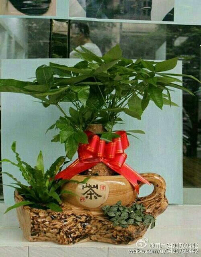 发财树