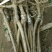 樱桃树苗2年80cm以上