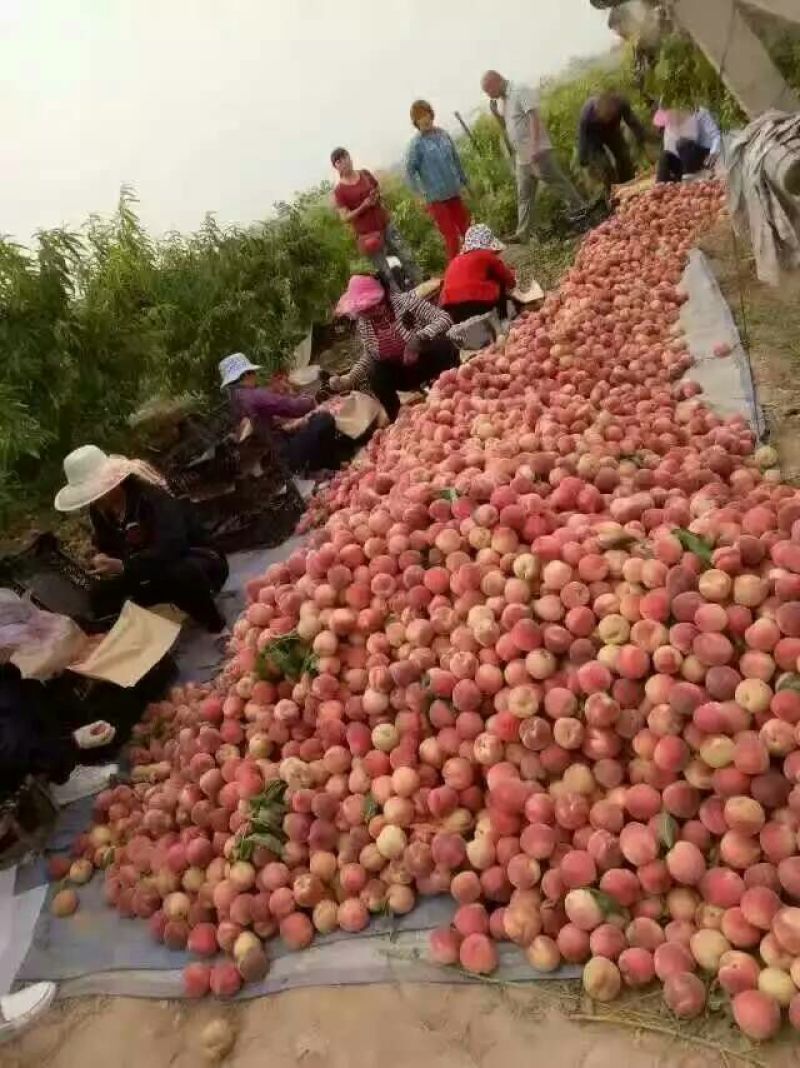 陕西大荔毛桃产地直发。质量保证，欢迎进店联系