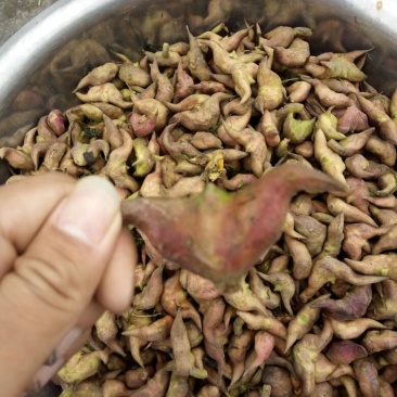 水红菱家菱