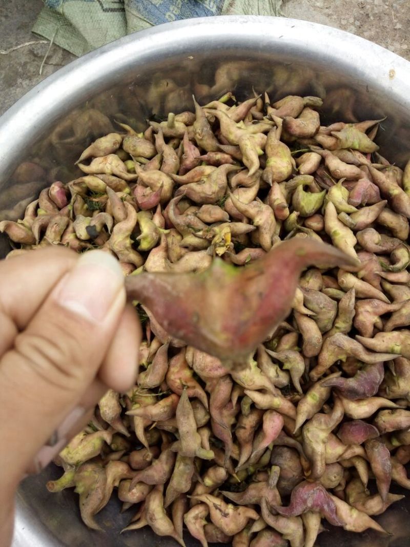 水红菱家菱