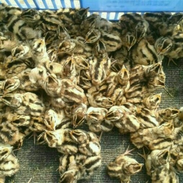 珍珠鸡苗500克以下脱温苗