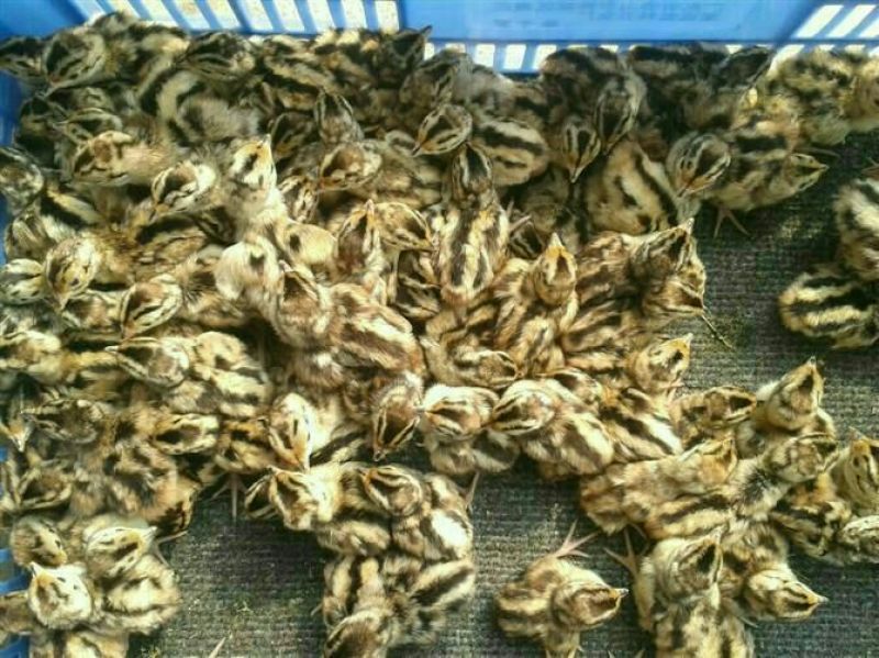 珍珠鸡苗500克以下脱温苗
