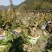 映山红5~10cm