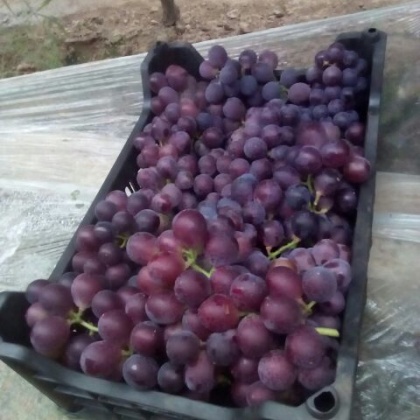 河北辛集市乒乓球葡萄 1~2斤 10%以下批发_郭