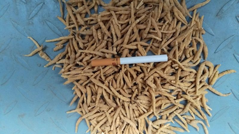 太子参