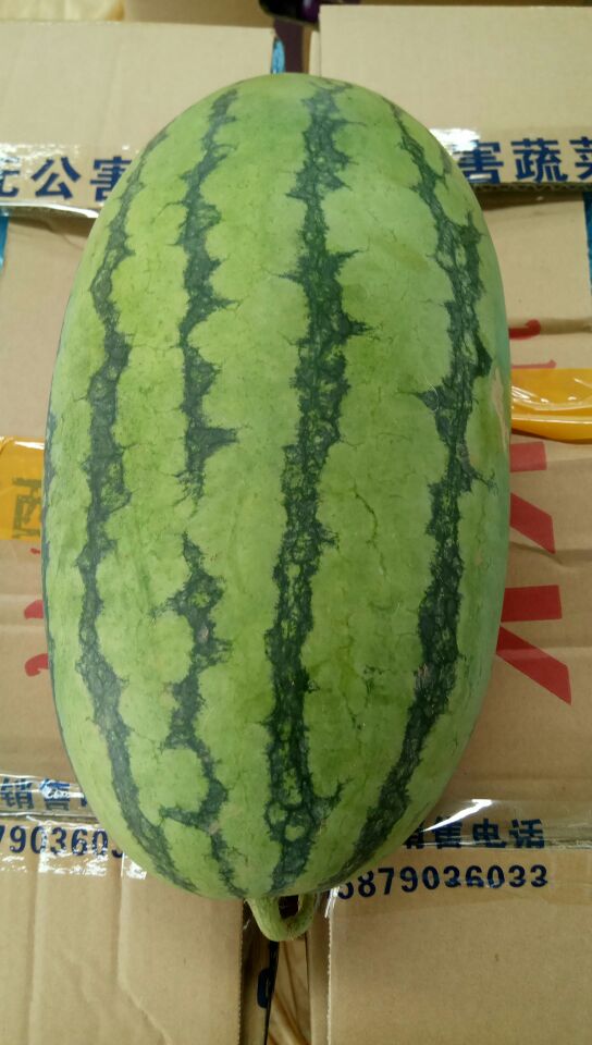 广西南宁市西乡塘区小富西瓜 5斤打底 8成熟 1