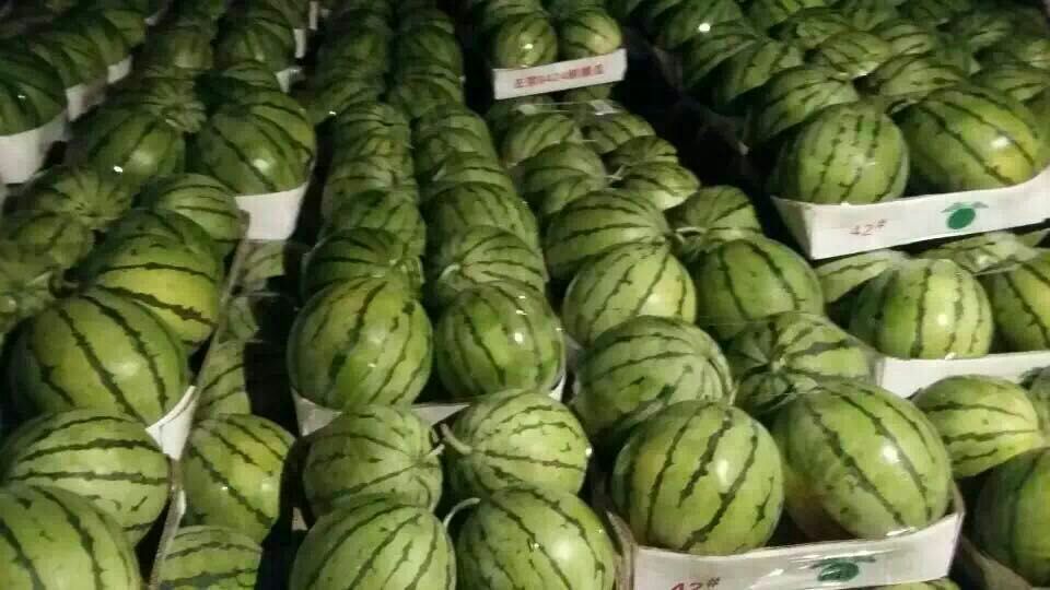 8424西瓜湖南岳阳市君山区_批发_供应-一亩田