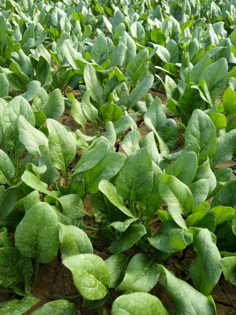 越冬菠菜15~20厘米