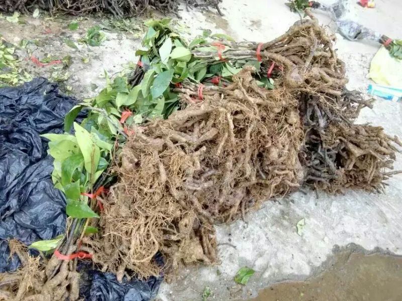 布福娜树苗30~50cm