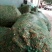 黄花菜种苗50cm以上花期长可达4个月