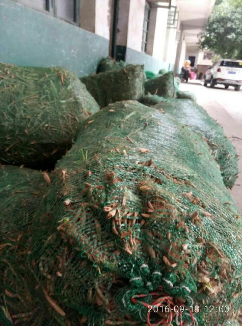 黄花菜种苗50cm以上花期长可达4个月