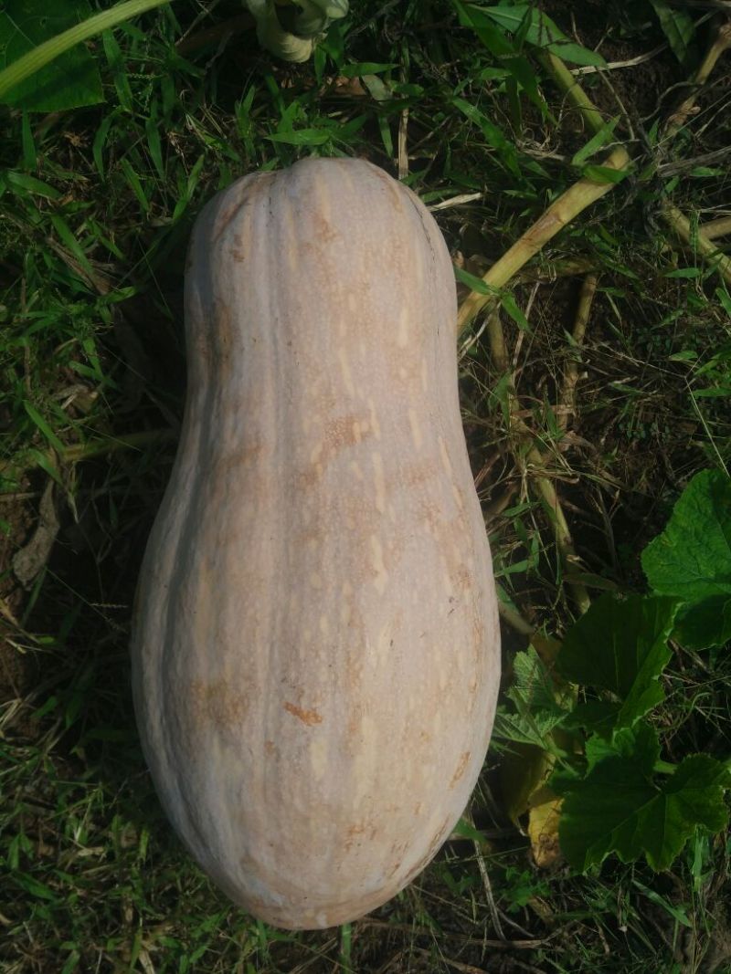 蜜本南瓜