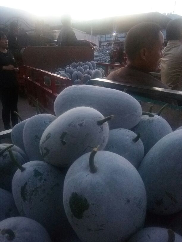 云南红河州石屏县迷你小冬瓜 2斤以上批发_徐