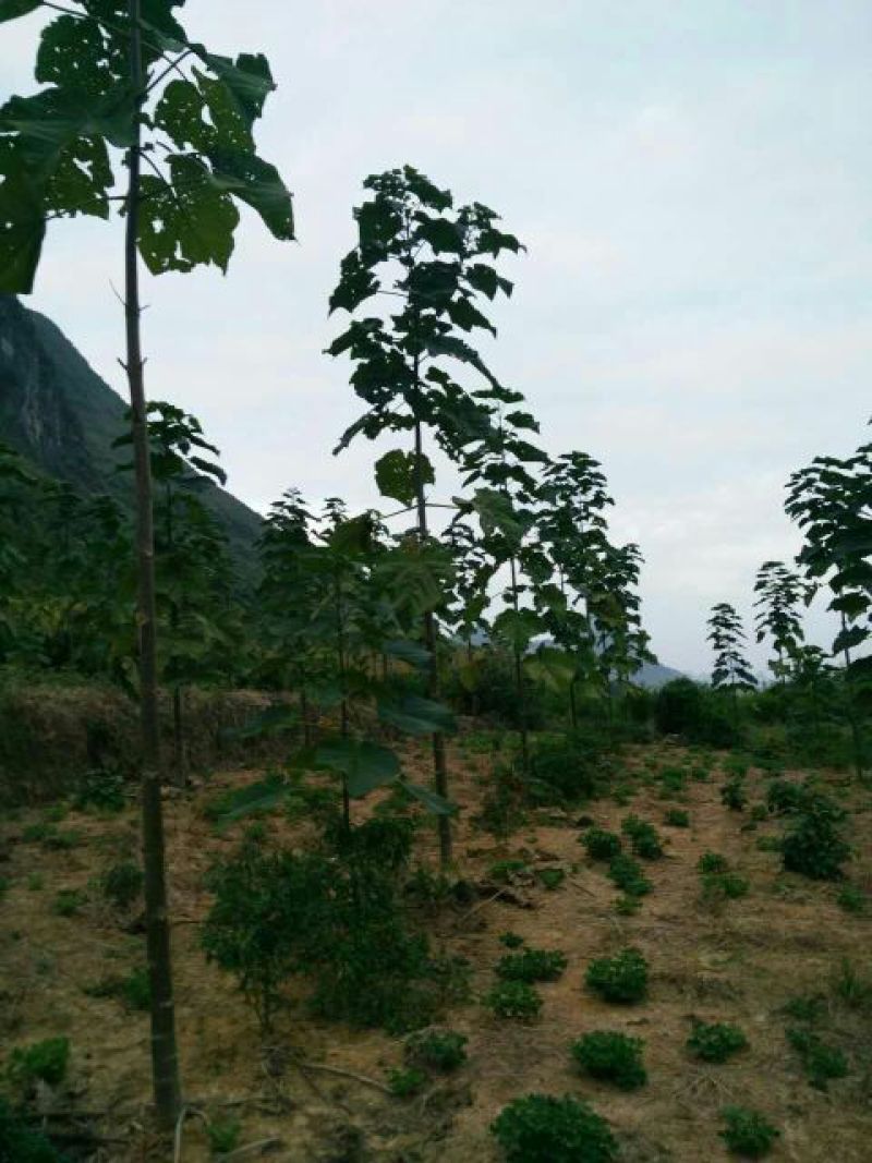 大量供应优质速生泡桐苗